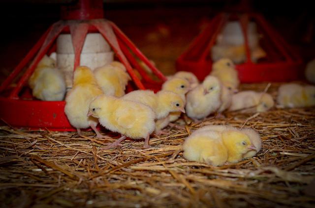 Fôr kyllinger i de tidlige dagene av livet: tips for nybegynnere