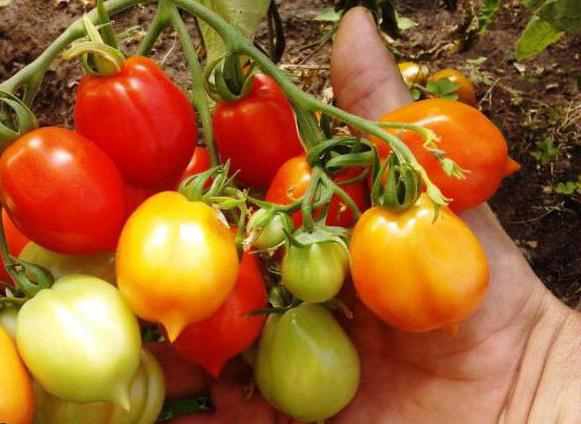 Tomatkus av geranium - en ny slags tidlige tomater