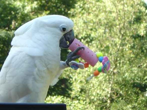 Leker for papegøyer