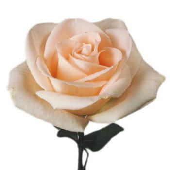Blomst for elskere og romantikere - Rose of Osiana