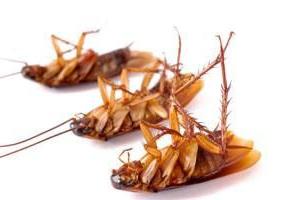 Hvordan håndtere kakerlakker i en leilighet folkemedisiner? Godt råd