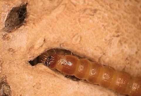 Hvordan bli kvitt wireworm i poteter? Nyttige tips