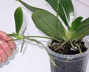 Orchid: omsorg og reproduksjon av eksotisk skjønnhet