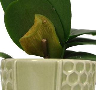 Hvorfor blir orkidébladet gul? Hva er årsaken og hvordan håndteres det?