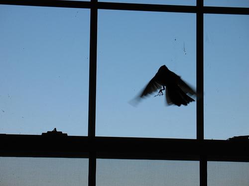 Fuglen fløy inn i vinduet - et godt tegn eller et dårlig tegn?