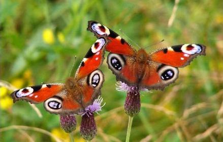 Butterfly påfugløyne - skjønnheten i Lepidoptera-ordren