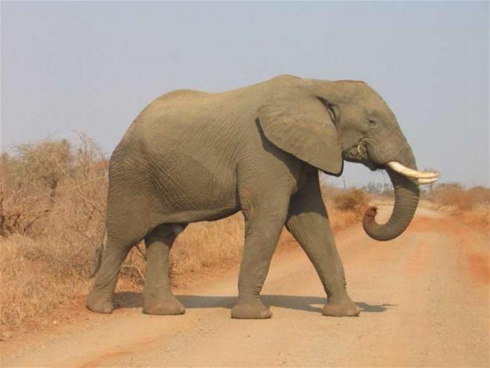 hvor mange afrikanske elefanter veier i kg