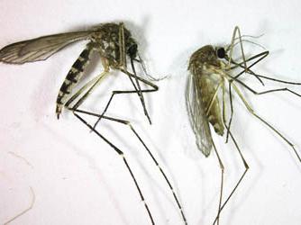 Wildlife: hvorfor drikker mygg blod og hvorfor dør de?